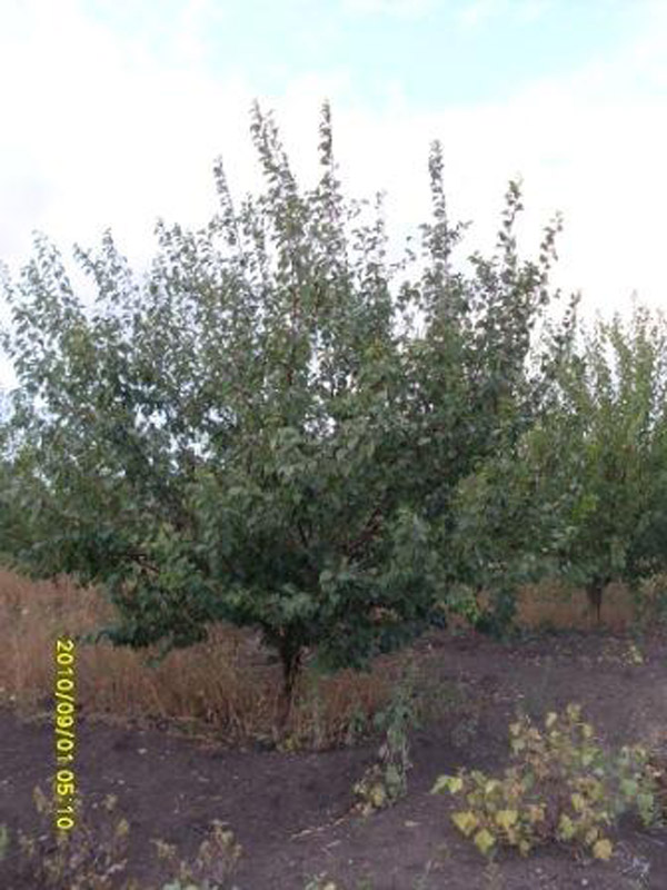 Посадка крупномеров яблони