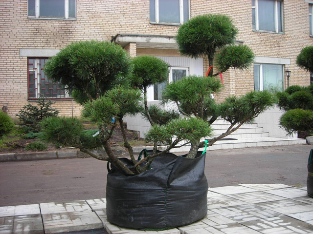 Посадка VIP растений 