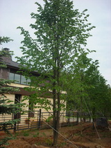 Липа мелколиственная