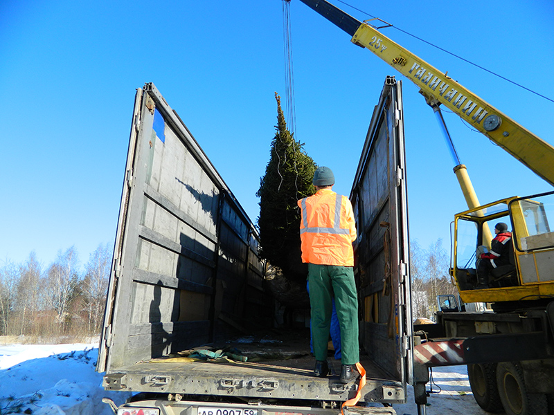 Посадка ели обыкновенной