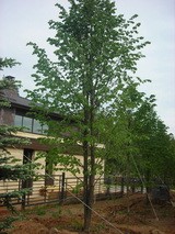 Липа мелколистная