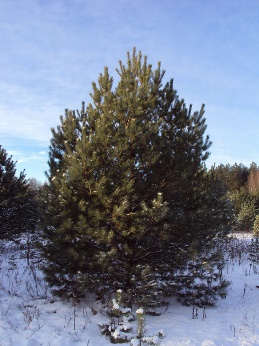 Сосна обыкновенная
Высота 6 – 7 метра