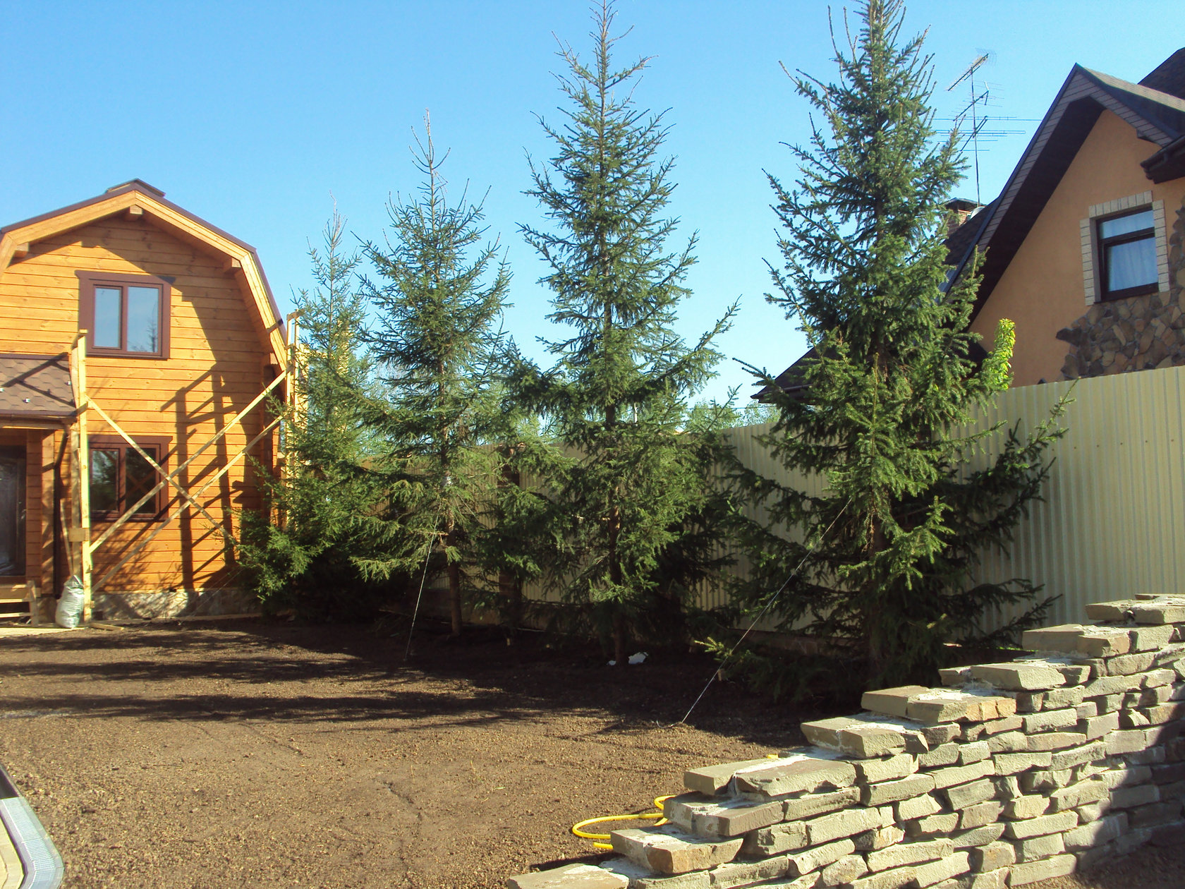 Ель обыкновенная 6-7 м