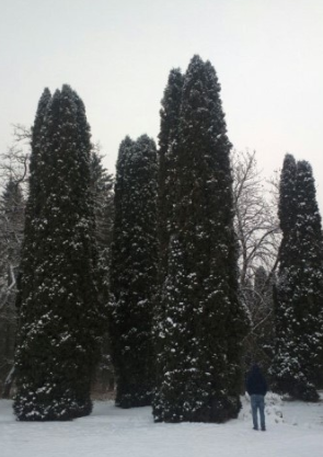 Туя смарагд высота 12 – 15 метров