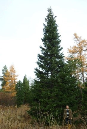 Пихта сибирская высота 10 – 12 метров
