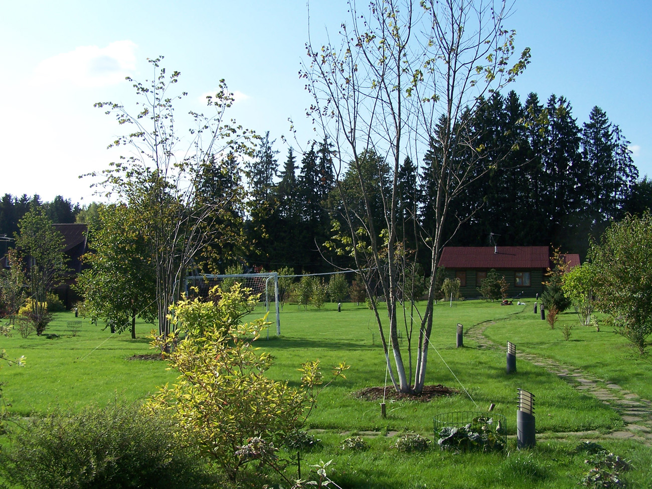 Клен остролистный от 7 до 8 м