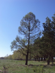 Лиственница