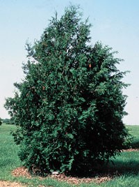 Туя брабанд