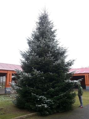 Ель голубая высота 10 – 12 метров